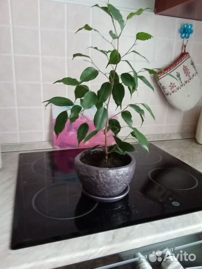 Фикусы бенджамина много и разные