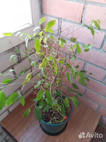 Фикус Бенджамина ствол 