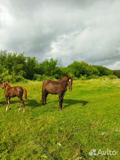 Лошадь кобыла