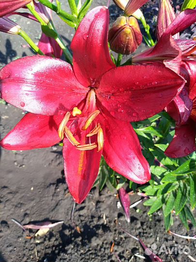 Лилии многолетние