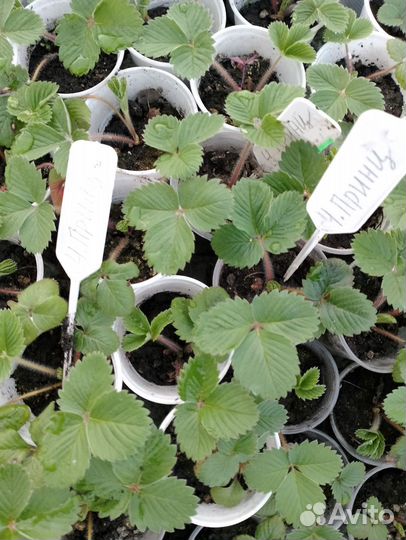 Саженцы клубники