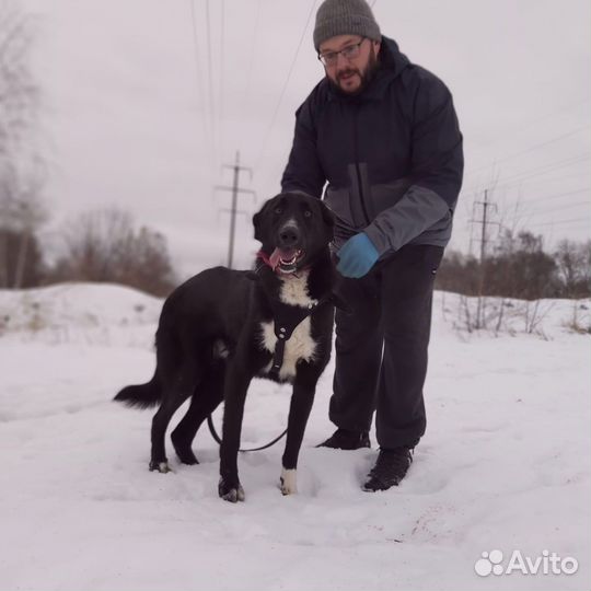 Тео и Ронни в добрые руки