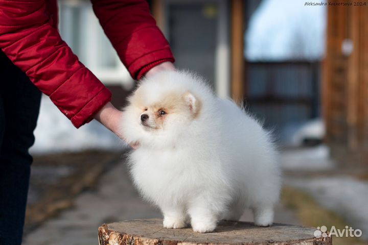 Девочка шпиц