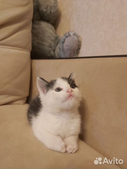Котята в добрые руки даром бесплатно