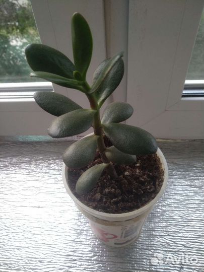 Толстянка,денежное дерево