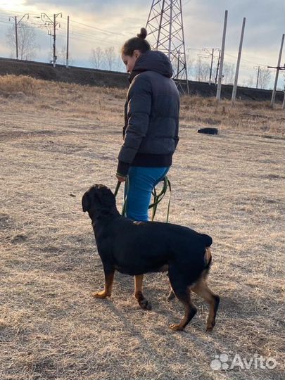 Вязка ротвейлер сучка