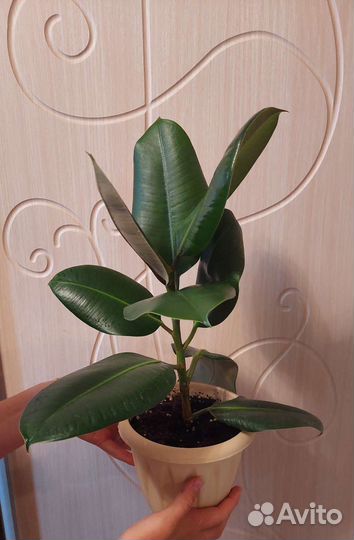 Комнатные цветы