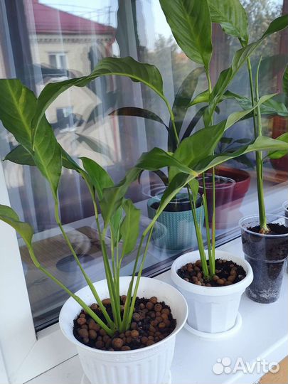 Спатифиллум