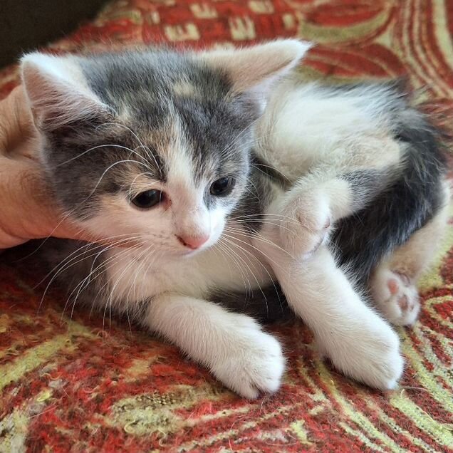 Котёнок от частного владельца
