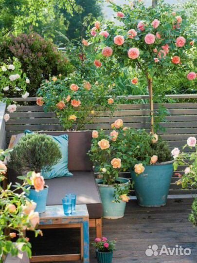 Саженцы роз для контейнерного озеленения