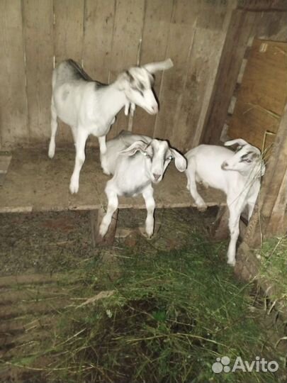 Зааненская коза