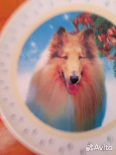 Тарелка собака колли шотландская овчарка