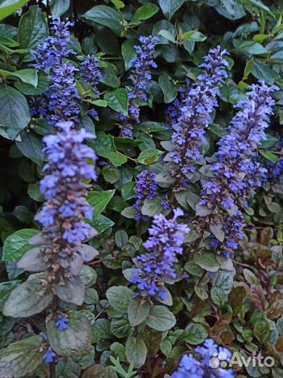 Многолетние растения для сада