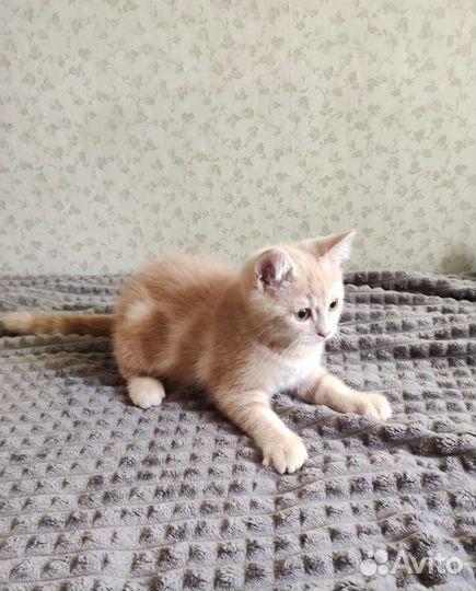 Британские котята