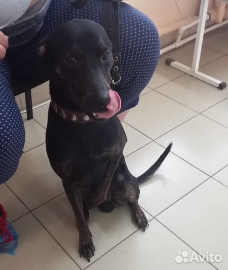 Молодой кобель