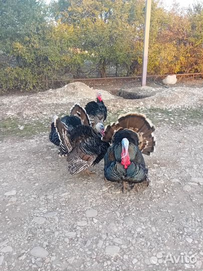 Индюки домашние