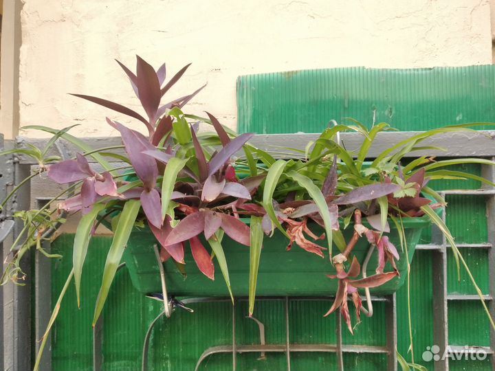 Комнатные растения