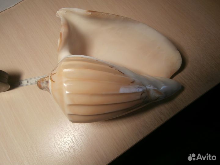 Морские ракушки раковины для аквариума,интерьера