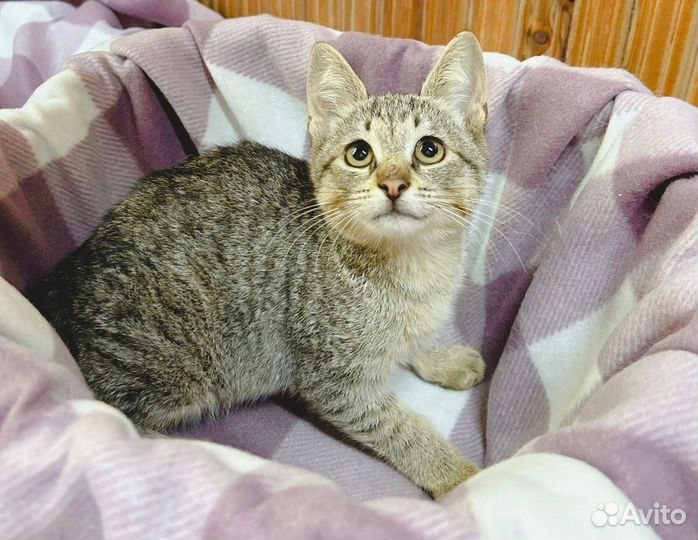 Милая девочка ищет дом