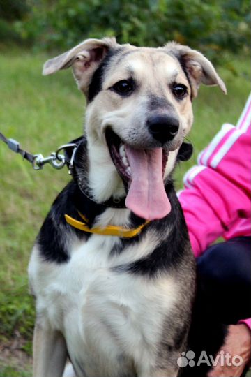 Щенок девочка ищет дом. Доставка