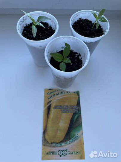 Рассада перца, помидор