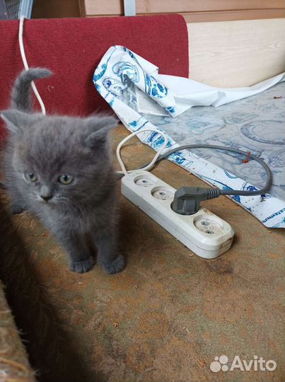 Британский котик