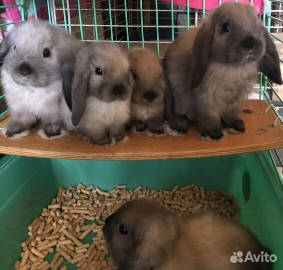 Карликовые вислоухие крольчата