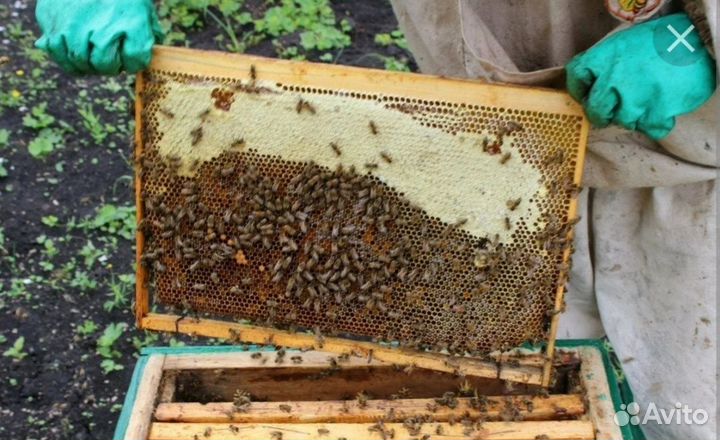Продаются пчелосемьи