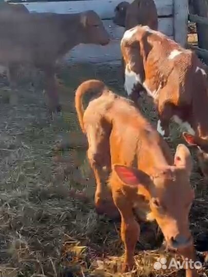Бычки телята