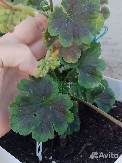 Пеларгония герань зональная