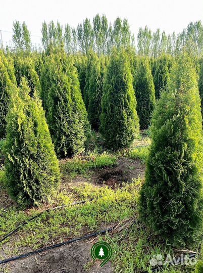 Туя смарагд с доставкой