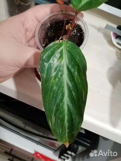 Строманта мэджик стар