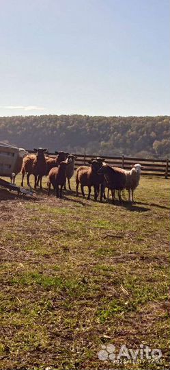 Бараны романовской породы на мясо