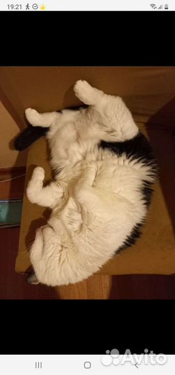 Кошки в добрые руки