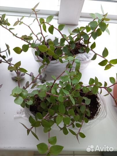 Каллизия бьянка