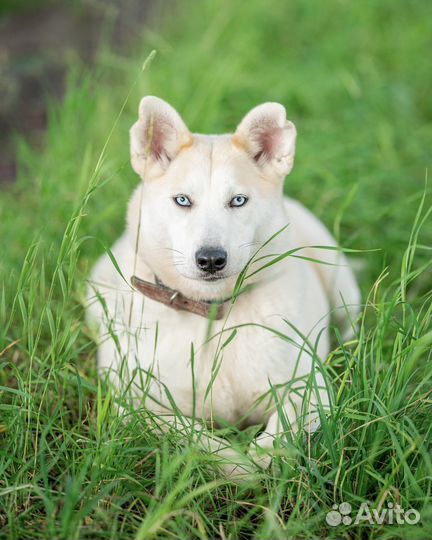 Метис хаски