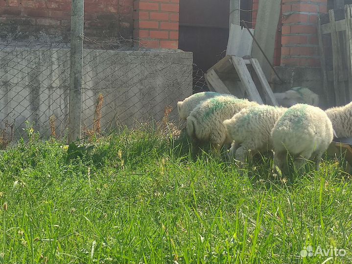 Овцы бараны