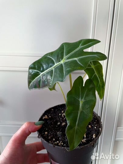 Монстера, Лирата Бамбино, Замиокулькас