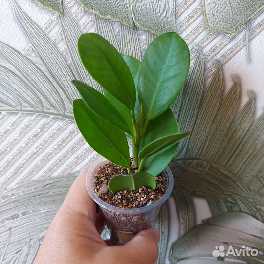 Комнатные растения часть 2