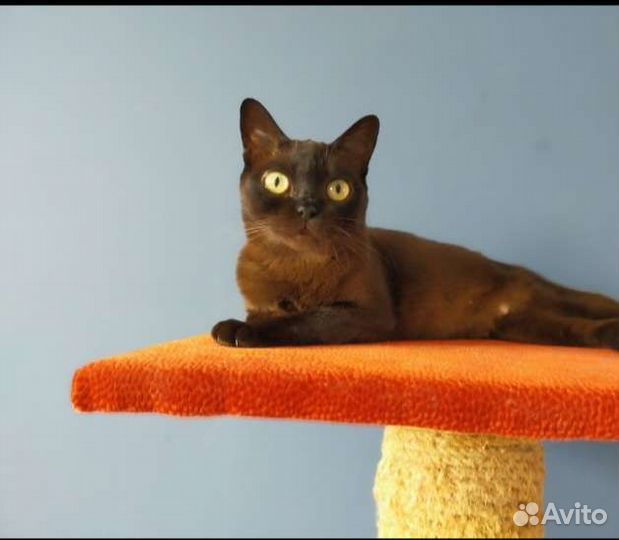 Котята американской бурмы