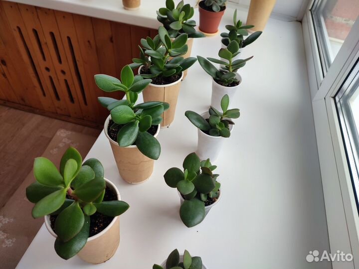 Крассула Толстянка (Денежное дерево)