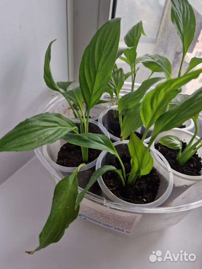 Спатифиллум