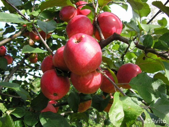 Яблоки ранетки