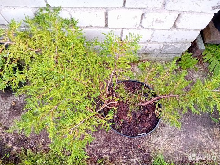 Можжевельник декоративный