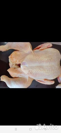 Бройлерные цыплята Арбор Айкрес