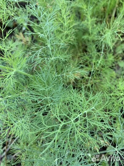 Петрушка, укроп