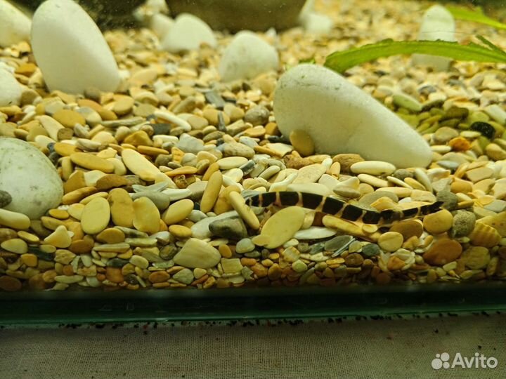 Аквариум куб 60л с рыбками