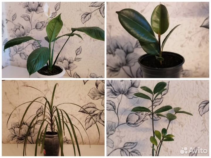 Фикус/драцена/замиокулькас/спатифиллум