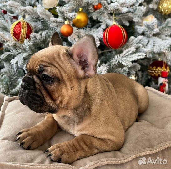 Французский бульдог