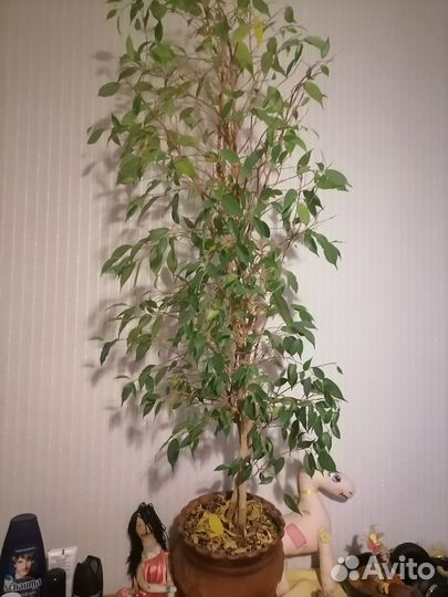 Комнатные растения цветы большие